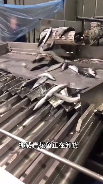 挪威青花魚(yú) 從遠(yuǎn)洋漁輪到餐桌的鮮美之旅